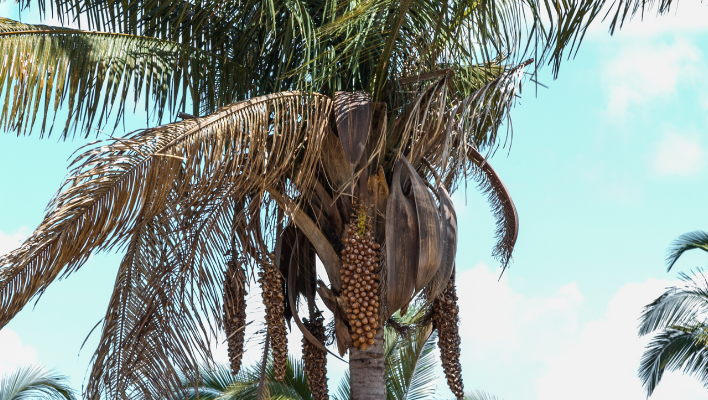 palmier babassu